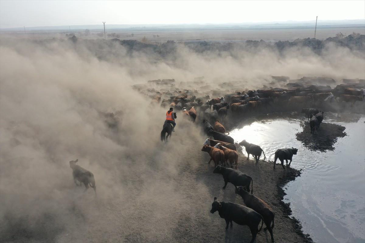 Ağrı Dağı çevresindeki geniş arazilerde görev yapan atlı çobanlar, doğada yakalayıp eğittikleri...