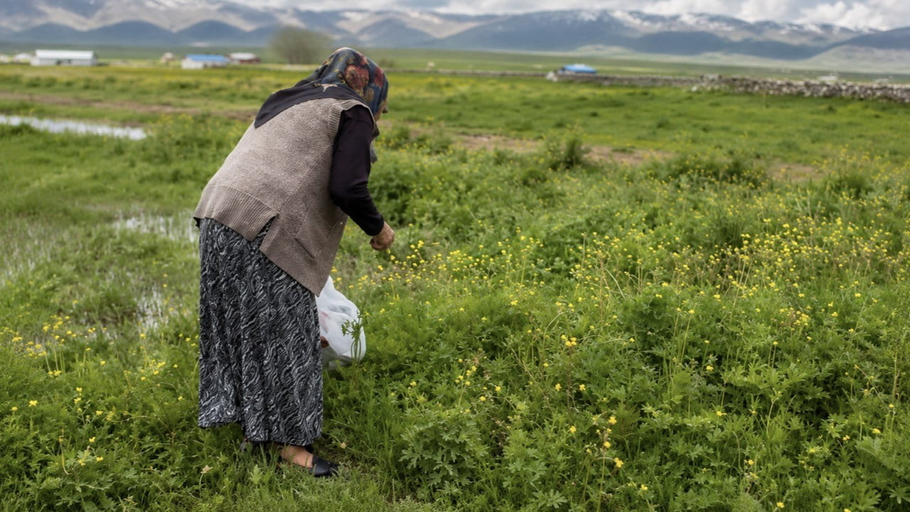 AĞRI MERKEZE BAĞLI YAZILI KÖYÜ’NDE BAHARIN GELMESİYLE BİRLİKTE VATANDAŞLAR, DOĞADA YETİŞEN ŞİFALI...