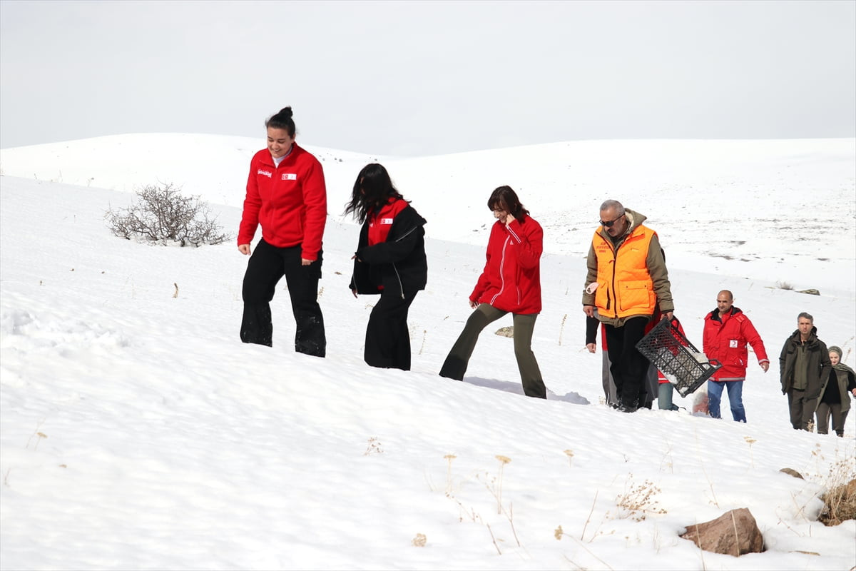Ağrı'da etkili olan kar yağışı ve soğuk hava nedeniyle yiyecek bulmakta zorlanan yaban hayvanları...