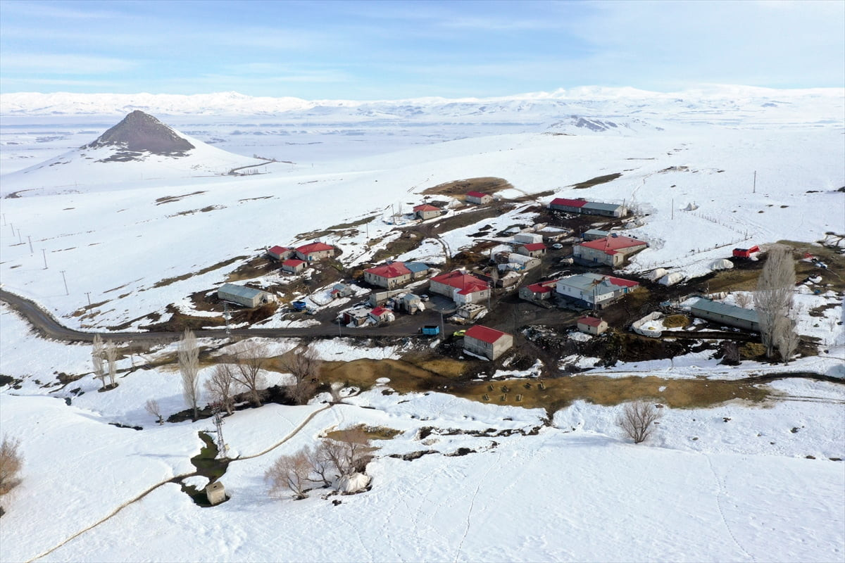 Ağrı'da yüksek rakımlı mezralardaki besiciler, küçükbaş hayvanlarını karlı dağlar arasında "tek...
