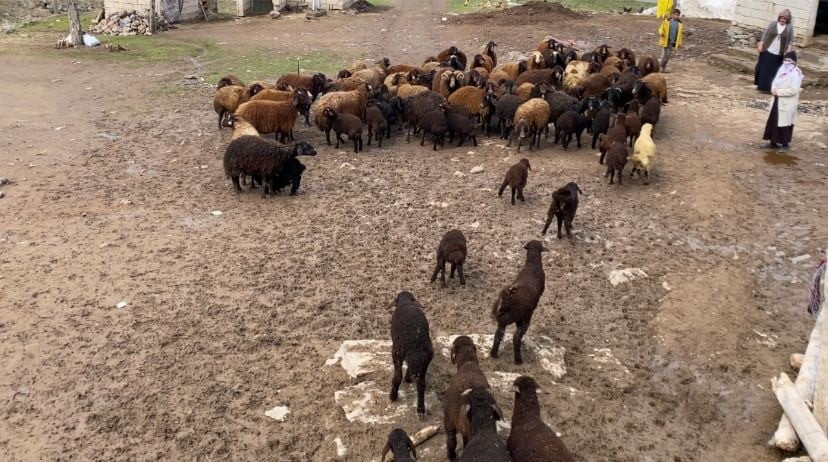 AĞRI'NIN PATNOS İLÇESİNDE BAHARDA YAPILAN "KUZU KATMA" GELENEĞİNDE ONLARCA KOYUN ARASINDAN...