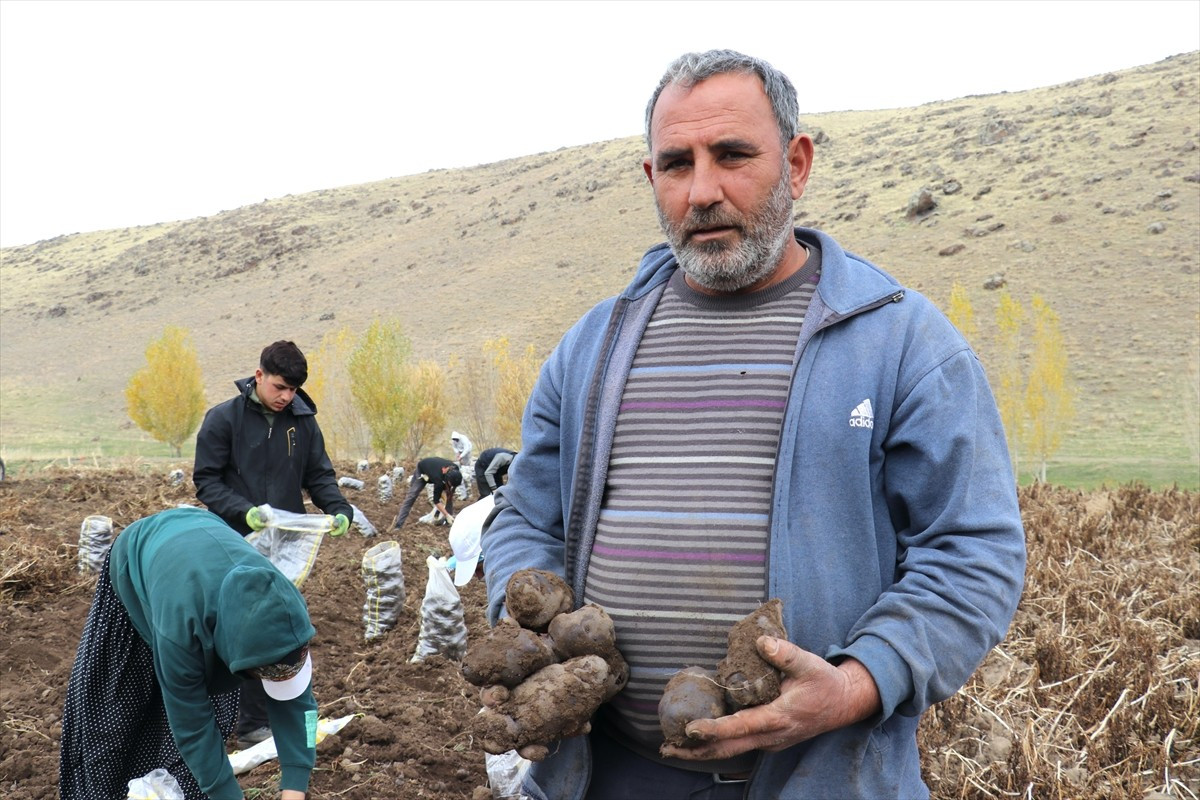 Ağrı'nın Patnos ilçesinde ilk kez geçen sene ekilen ve bu yıl üretim alanı artan mor patates hasat...