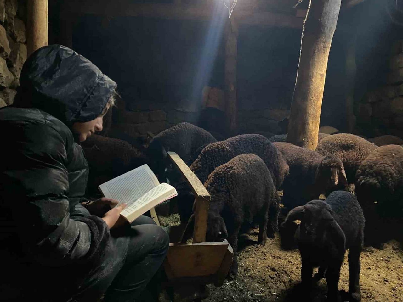 AĞRI'NIN PATNOS İLÇESİNDE YAŞAYAN MENEKŞE SEVİNÇ, GÜNDÜZ HAYVANLARLA İLGİLENEREK AİLESİNE YARDIMCI...