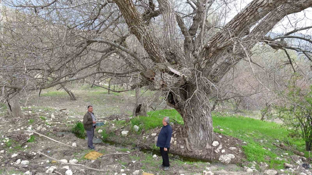 AKÇADAĞ İLÇESİNDE BULUNAN YAKLAŞIK 270 YILLIK CEVİZ AĞACI, YILLARA MEYDAN OKUYARAK AYAKTA KALMAYI...