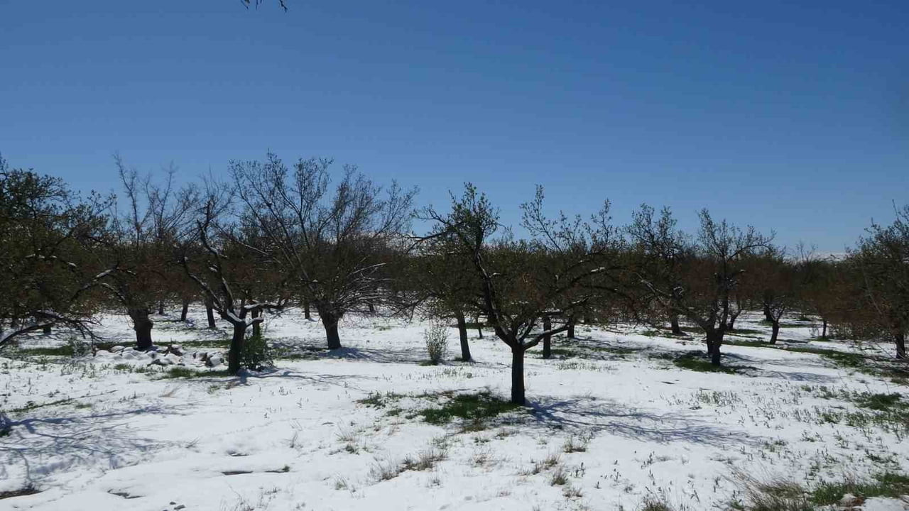 AKÇADAĞ İLÇESİNDE ETKİLİ OLAN KAR YAĞIŞI ÜRETİCİLERİ TEDİRGİN ETTİ.