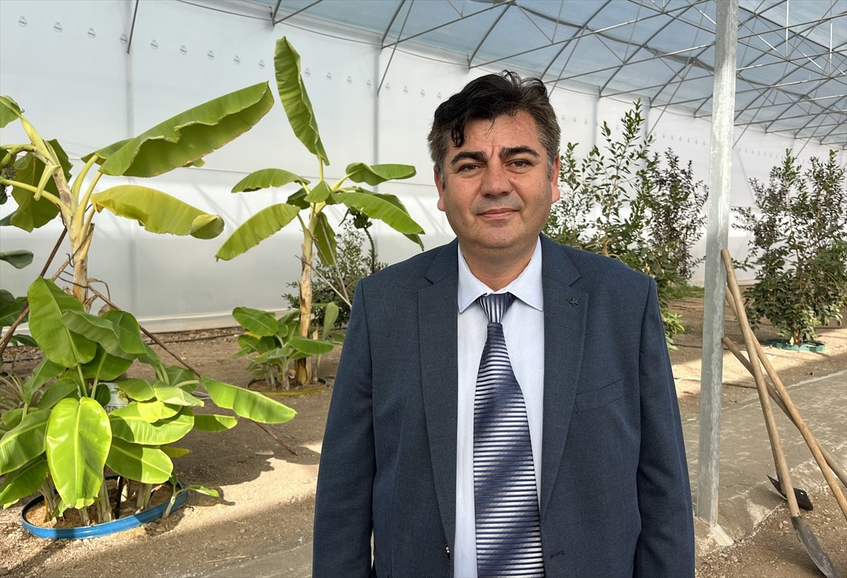 Akdeniz Üniversitesinin Antalya'nın Kumluca ilçesindeki tropik serasında, kahve fidanı yetiştirmek...