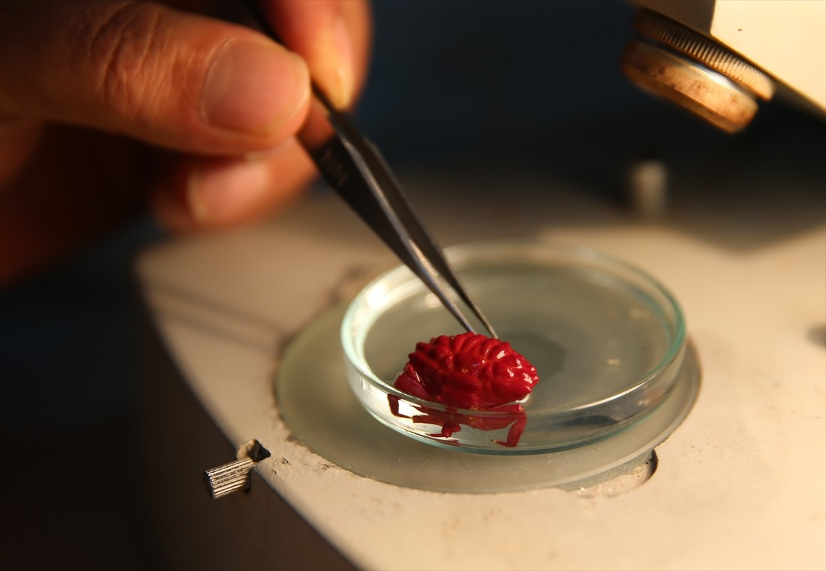 Akdeniz’de balıkçılar tarafından bulunan, Hint-Pasifik kökenli kırmızımsı mor renge sahip oluklu...