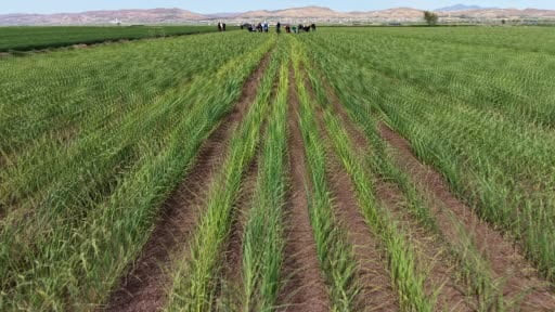 Aksaray'da yağmur yağışları tarımsal üretime can suyu oldu
