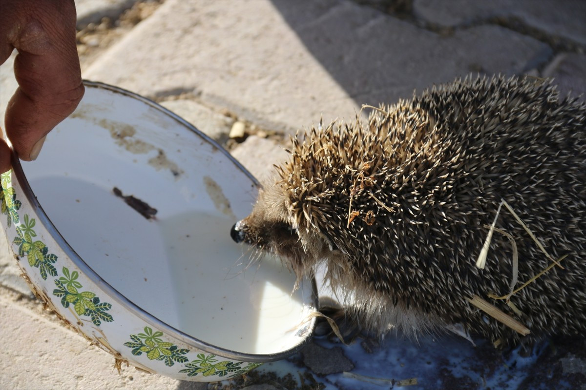 Aksaray'ın Eskil ilçesinde besi çiftliği bulunan Veli İnce, süt makinesinin çalıştığını duyunca...