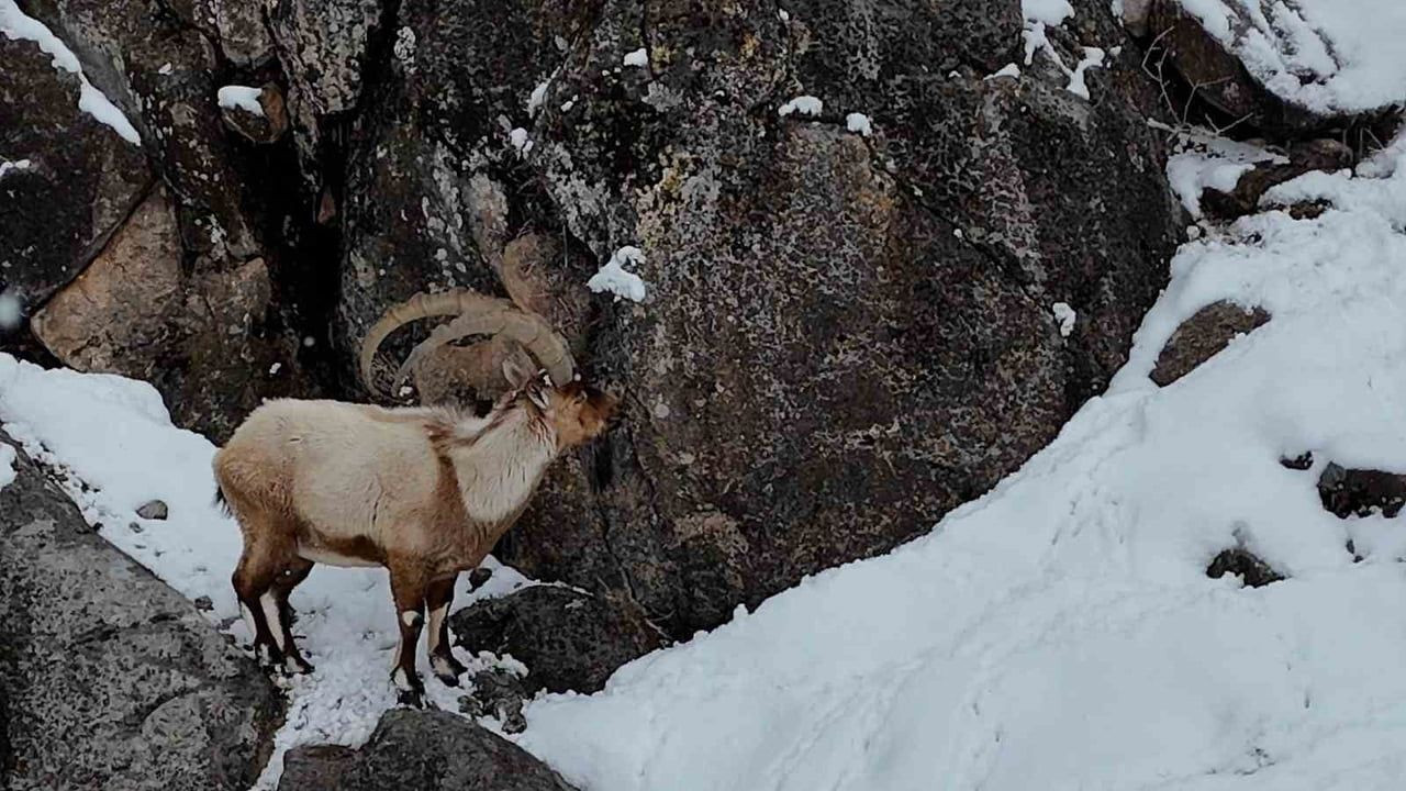 Aladağlar'da Kartpostallık Kış Manzarası: Dağ Keçileri Hava Çekimlerinde