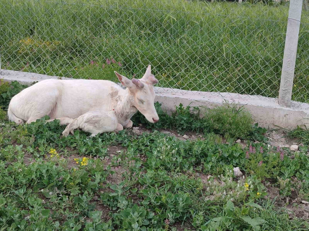 ALAGEYİK, DAHA ÖNCE BİR EVİN BAHÇESİNDE HOROZLA DOST OLMUŞTU