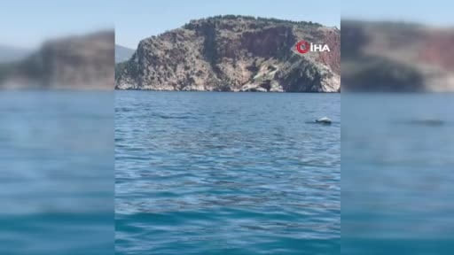 Alanya'da yunusların gösterisi turistleri hayran bıraktı