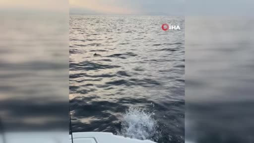 Alanya’da ayaklarına misina dolanan martıyı amatör balıkçılar kurtardı