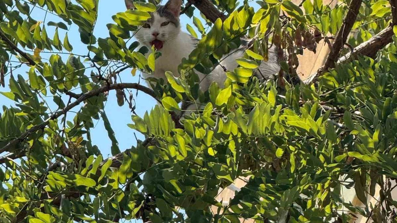 Alanya'da mahsur kalan kedi, vinç yardımıyla kurtarıldı