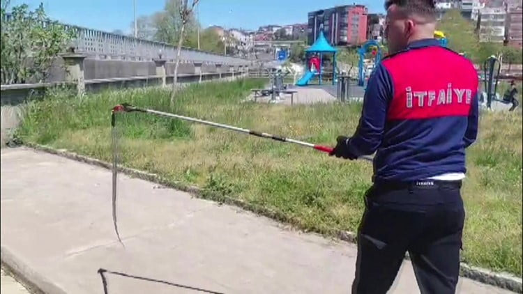 ALAPLI İLÇESİNDE BİR DERNEK BİNASININ KAPIDAN GİRMEYE ÇALIŞAN 1,5 METRE UZUNLUĞUNDAKİ YILAN...