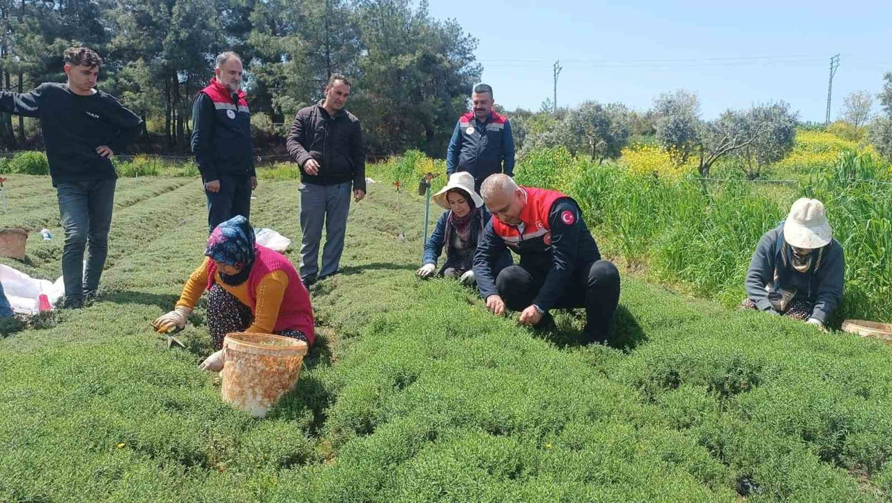 ALTINÖZÜ’NDE ZAHTER HASADI İNCELENDİ.