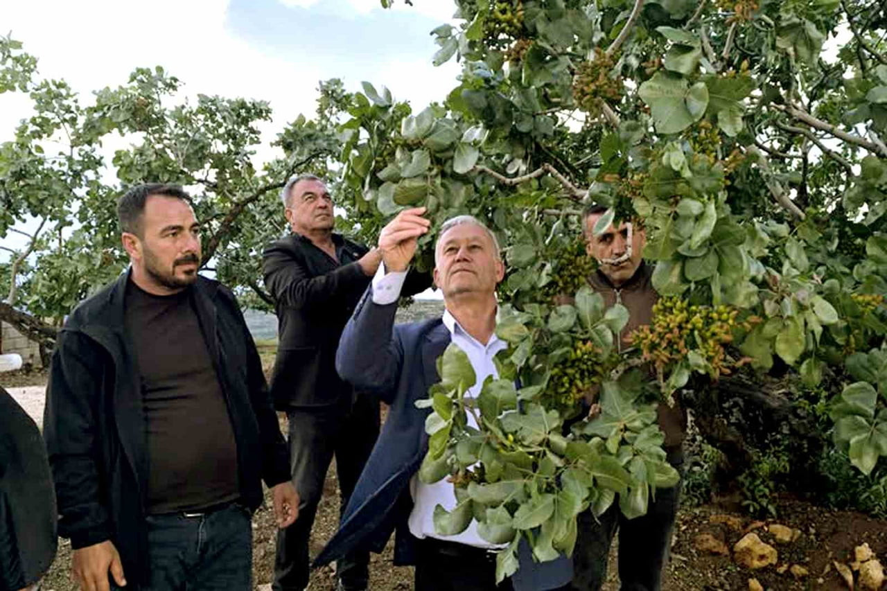 ALTUN, DOLU YAĞIŞLARININ ARDINDAN FISTIK BAHÇELERİNİ GEZDİ