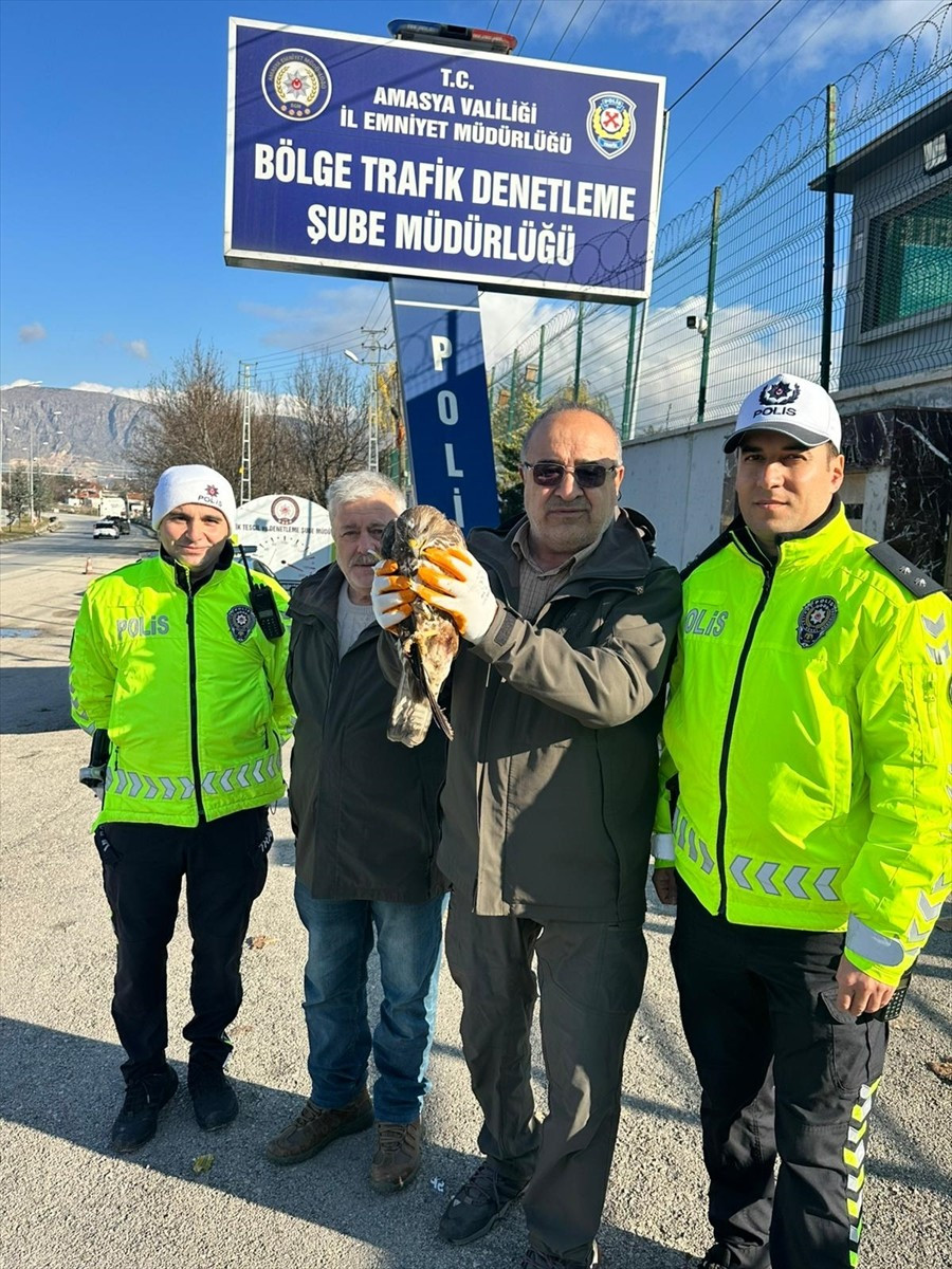 Amasya'da polis ekipleri tarafından yaralı bulunan kızıl şahin tedavi altına alındı.