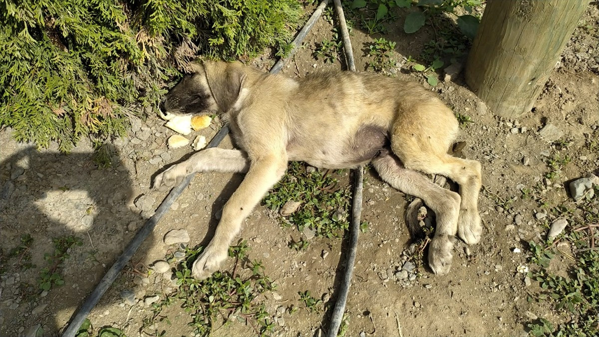 Amasya'da sahipsiz bir köpek, araç çarpması sonucu yaralanan yavrusunun başından ayrılmadı.