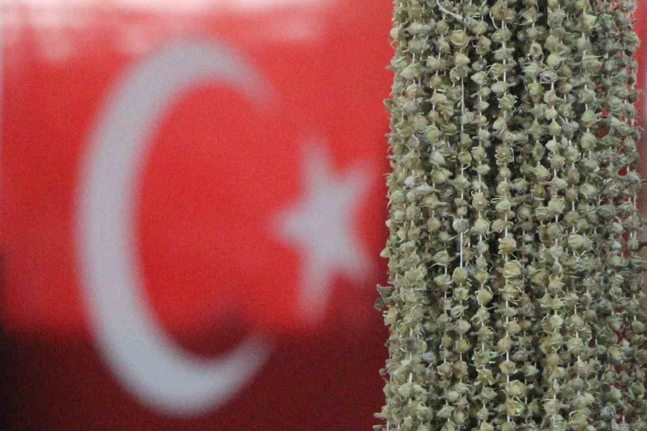 AMASYA'DA ÜRETİCİLER, AFRİKA ÜLKESİ UGANDA'DAN TÜRKİYE'YE GETİRİLEN BENZER ŞEKİLDEKİ BAMYANIN...