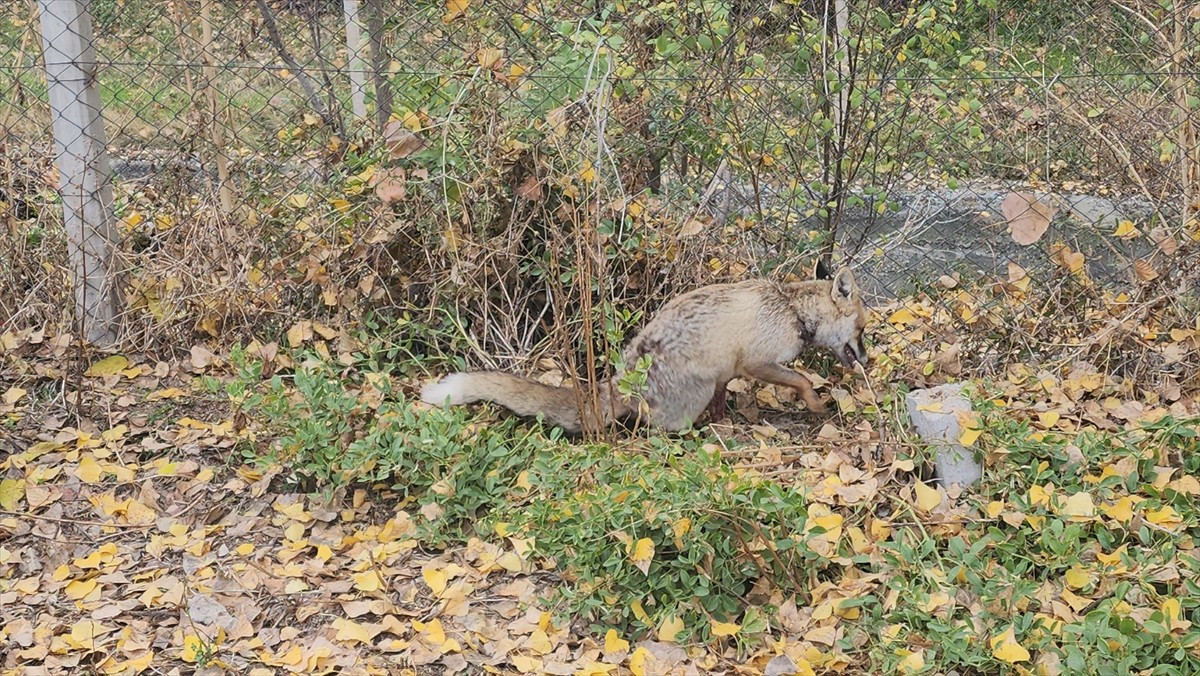Amasya'nın Suluova ilçesinde bir okulun bahçesine sığınan yaralı tilki, Amasya Doğa Koruma ve...