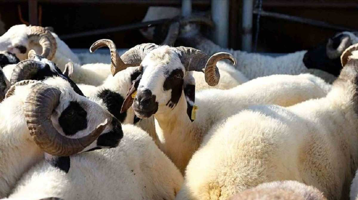 Amasya'da kurbanlık fiyatları