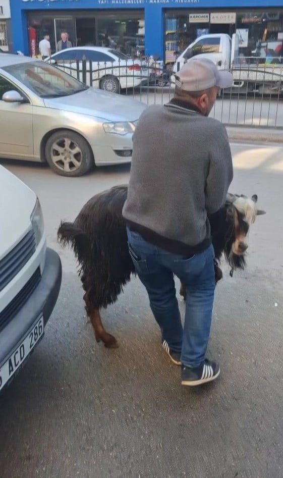 AMASYA’DA KURBANLIK KEÇİ, SAHİBİNİN ELİNDEN KAÇTI. FİRARİ KEÇİ UZUN UĞRAŞLAR SONUCU YAKALANABİLDİ....