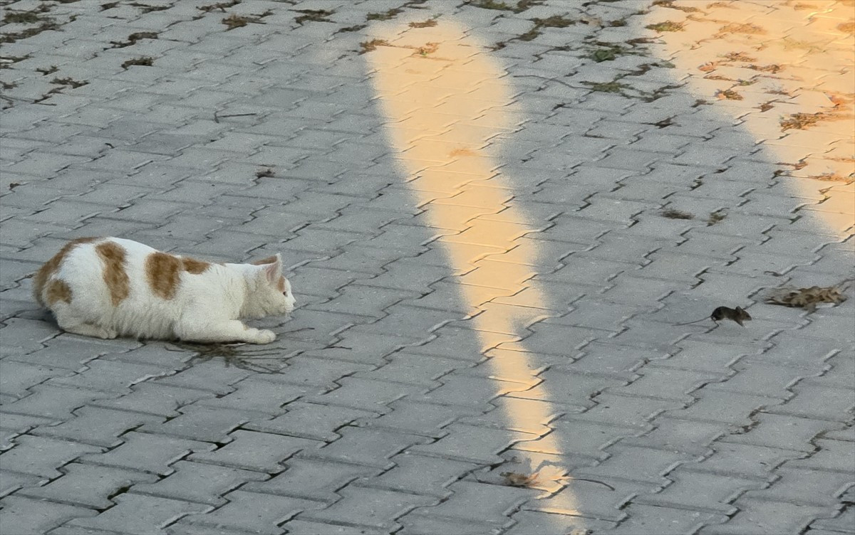 Amasya’nın Gümüşhacıköy ilçesinde bir sokakta kedi ile farenin oyunu görüntülendi.