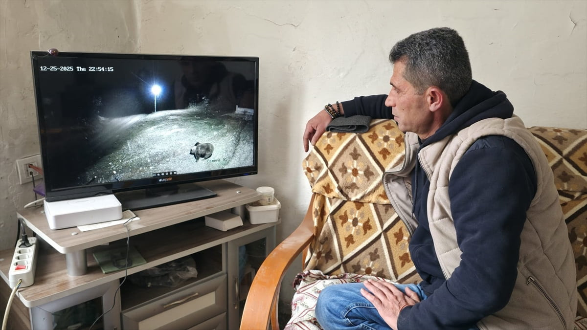 Amasya’nın Gümüşhacıköy ilçesine bağlı Sekü köyünde yerleşim alanına inen ayı, güvenlik...