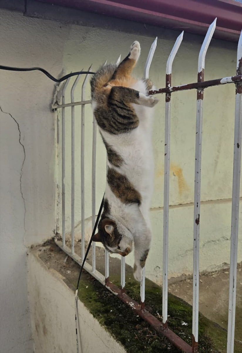 Amasya’nın Merzifon ilçesinde korkuluk demirlerine saplanan kedi, itfaiye ekiplerince...