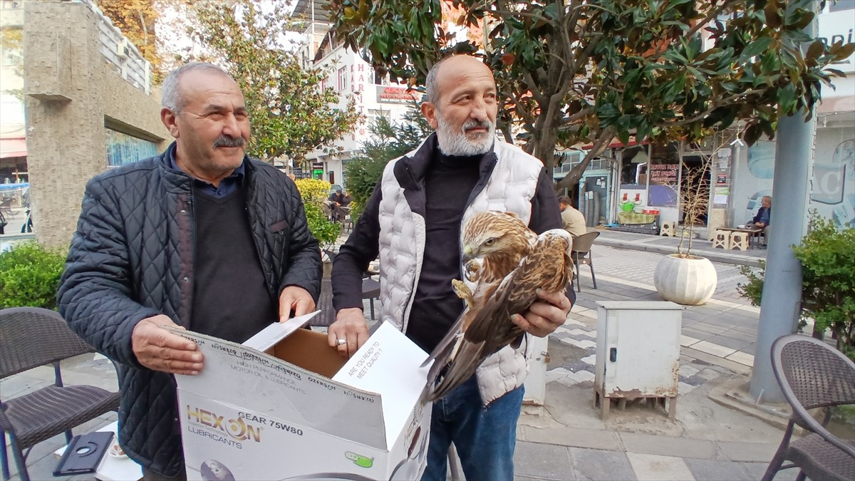 Amasya’nın Taşova ilçesinde yol kenarında yaralı halde bulunan kızıl şahin koruma altına...