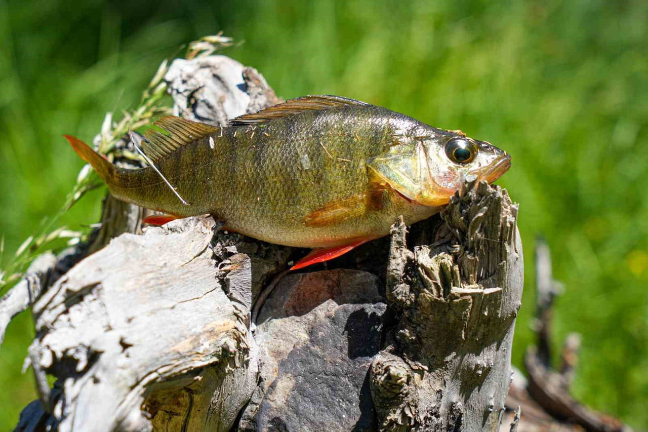 AMERİKAN LEVREĞİ OLARAK BİLİNEN PERCH BALIĞI