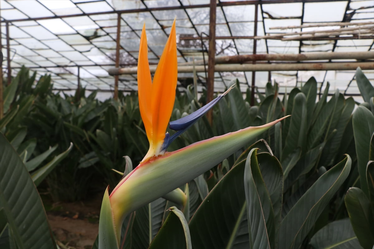 Ana vatanı Güney Afrika olan ve "cennet kuşu çiçeği" olarak da bilinen starliçe (Strelitzia...