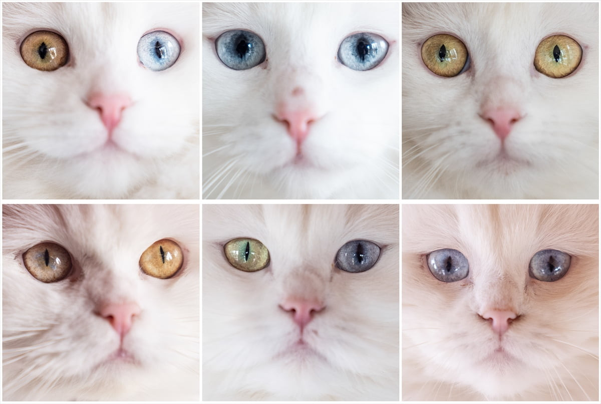 Ankara'da Pursaklar Belediyesi bünyesinde faaliyet gösteren "Ankara Kedisini Koruma, Yaşatma ve...