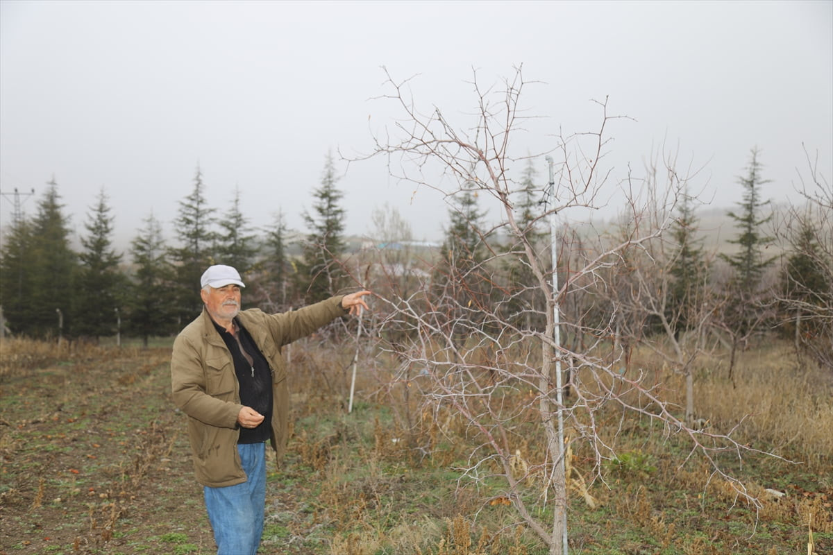 Ankara'nın Çubuk ilçesinde emekli öğretmen İlhan Menekşe, 9 yıl önce kurduğu bahçede yaklaşık 700...