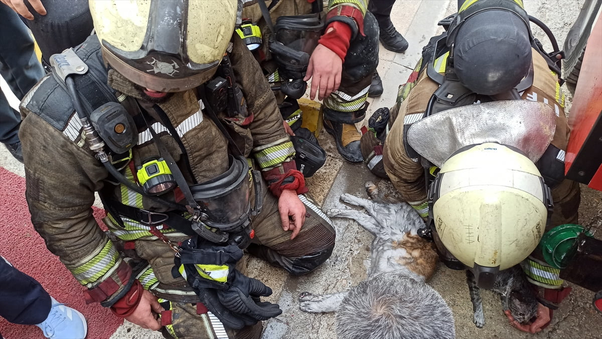Ankara'nın Kahramankazan ilçesinde bir evde çıkan yangında dumandan etkilenen 2 kedi, sağlık...