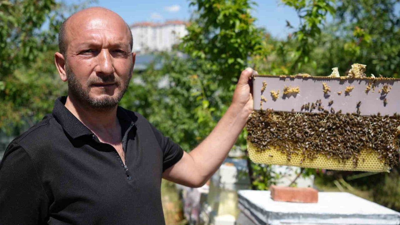 ANKARA’DA ARILARA DUYDUĞU İLGİSİNİ MESLEK HALİNE GETİREN ARICI MURAT ATALAY, KORUNMASIZ HALDE...
