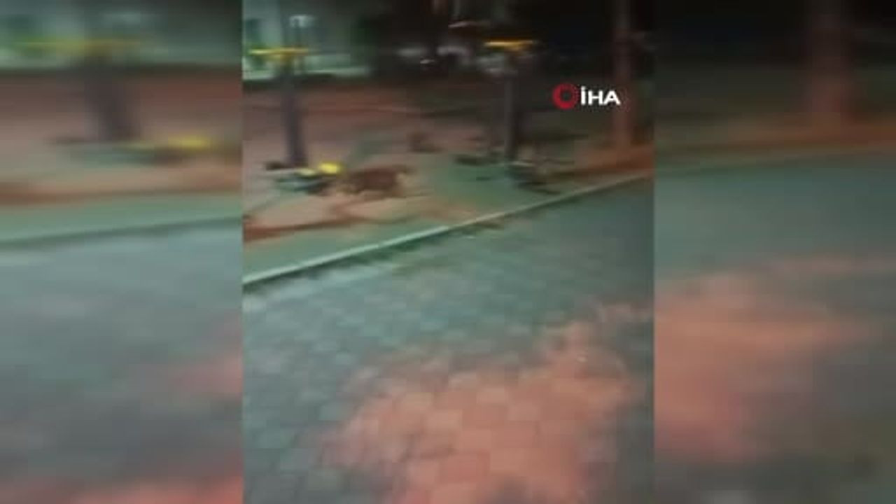 Ankara'da fare kedileri kovaladı ilginç anlar kamerada