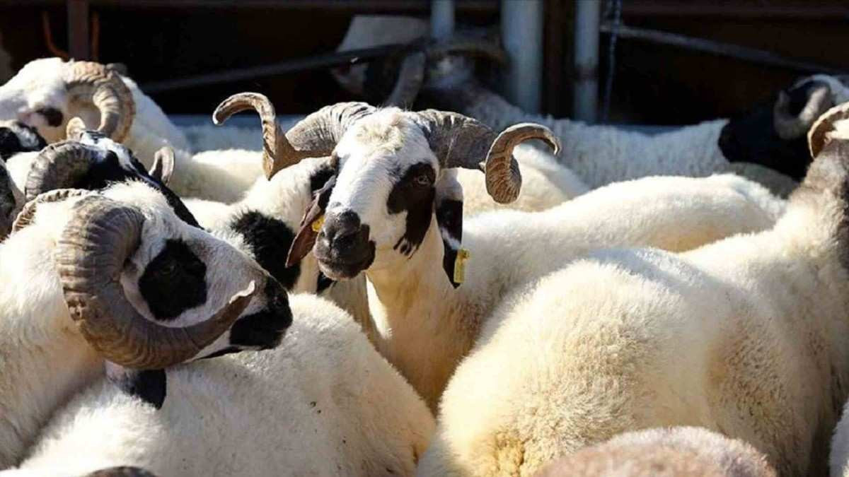 Ankara'da kurbanlık fiyatları