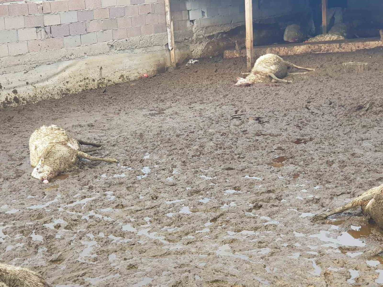 ANKARA’NIN POLATLI İLÇESİNDE BİR HAYVAN AĞILINA KURT GİRDİ, 15 KOYUN TELEF OLDU.