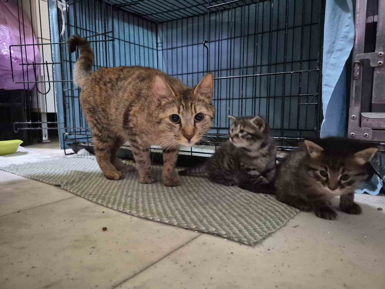 ANNE KEDİ VE YAVRULARI