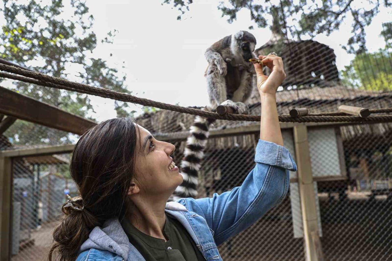 ANTALYA DOĞAL YAŞAM PARKI, LEMUR AİLESİNİN YENİ ÜYESİ "ZABUMAFU" İLE ZİYARETÇİLERİN İLGİ ODAĞI...
