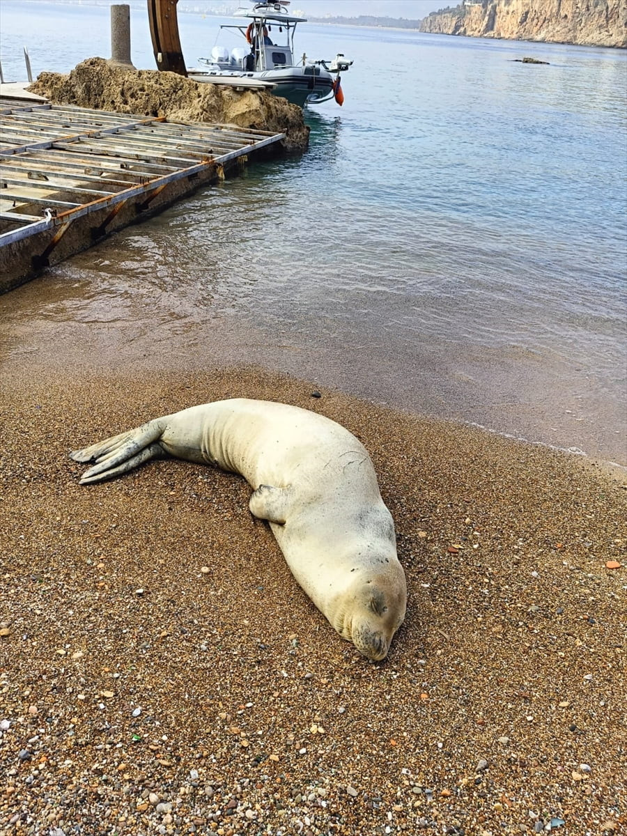 Antalya'da kumsalda hareketsiz halde bulunan Akdeniz foku, deniz polisi ekiplerinin müdahalesiyle...