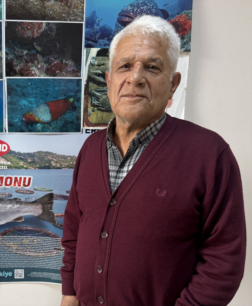 Antalya'da nesli kritik seviyede bulunan "boğa vatozu"nun bir balıkçının ağına sürü halinde...