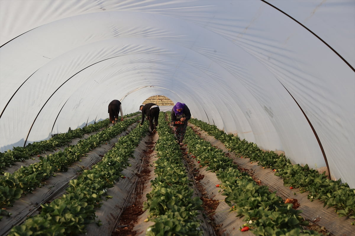  Antalya'da öğrendiği çilek yetiştiriciliğini Şanlıurfa'nın Viranşehir ilçesindeki köyünde...