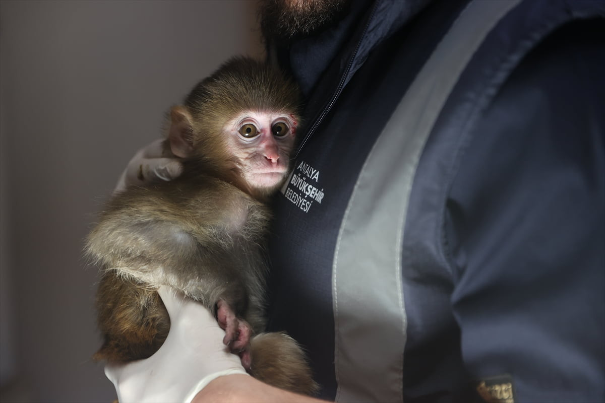 Antalya'da uyuşturucu operasyonu yapılan evde bulunarak el konulan rhesus cinsi maymun yavrusu...