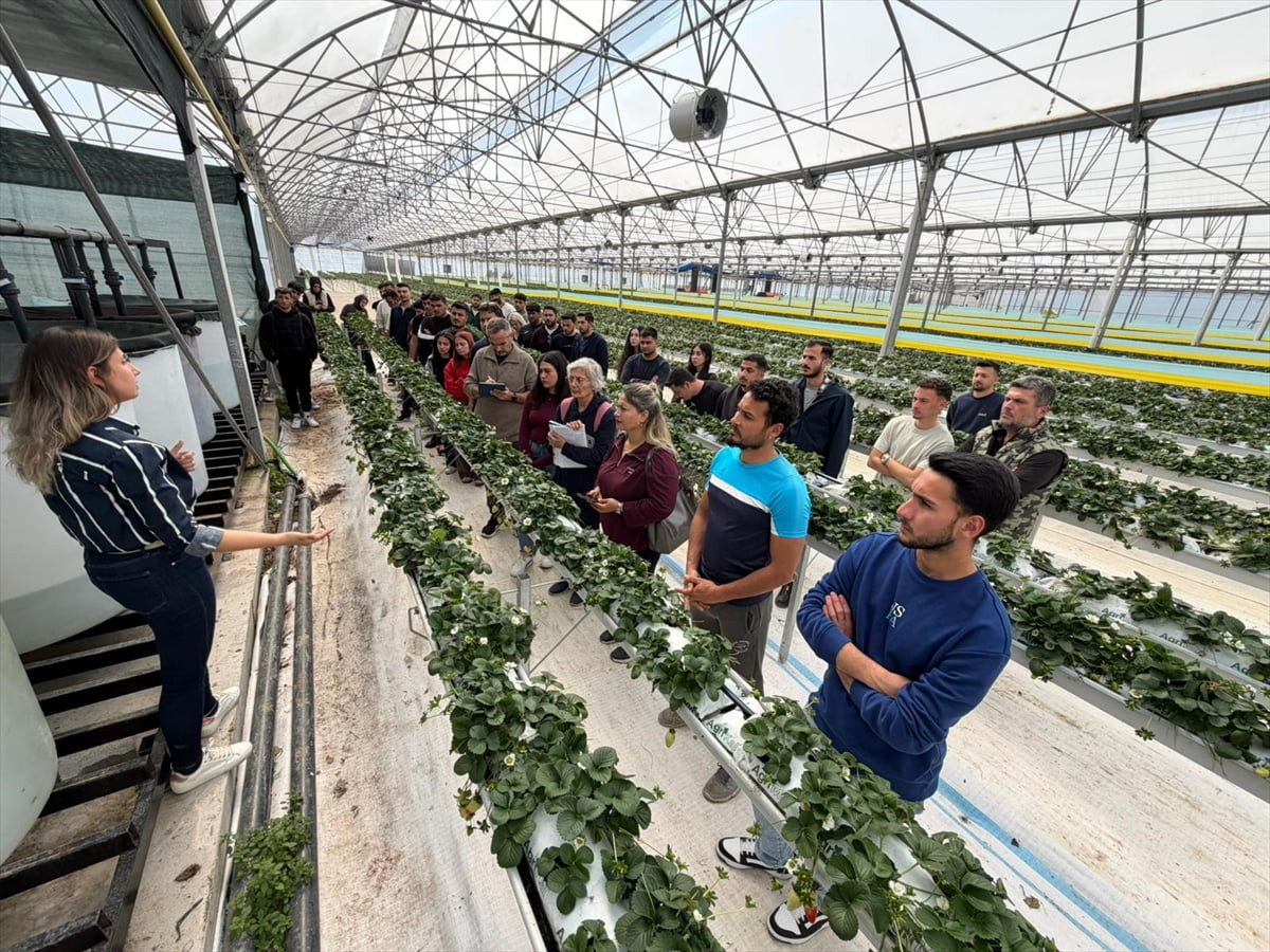 Antalya'da Yonca ve Ersan Kotiloğlu çifti, Kumluca ilçesinde 18 bin dekar alana kurdukları çilek...