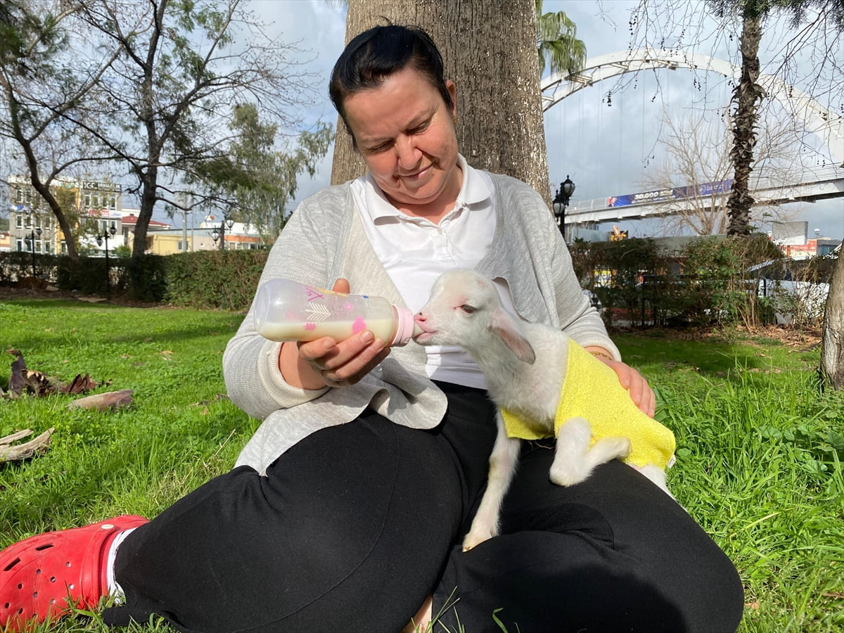Antalya'nın Aksu ilçesinde üçüz doğan ve annesinin ilgilenmediği kuzuyu bebek gibi büyüten Meliha...