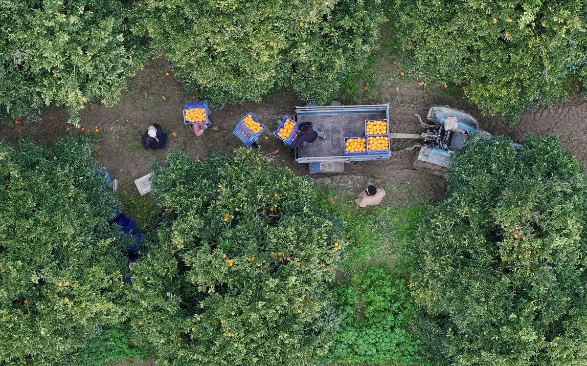 Antalya'nın coğrafi işaretli meyvesi Finike portakalı, Türkiye’den Avrupa ve Balkan ülkelerine...