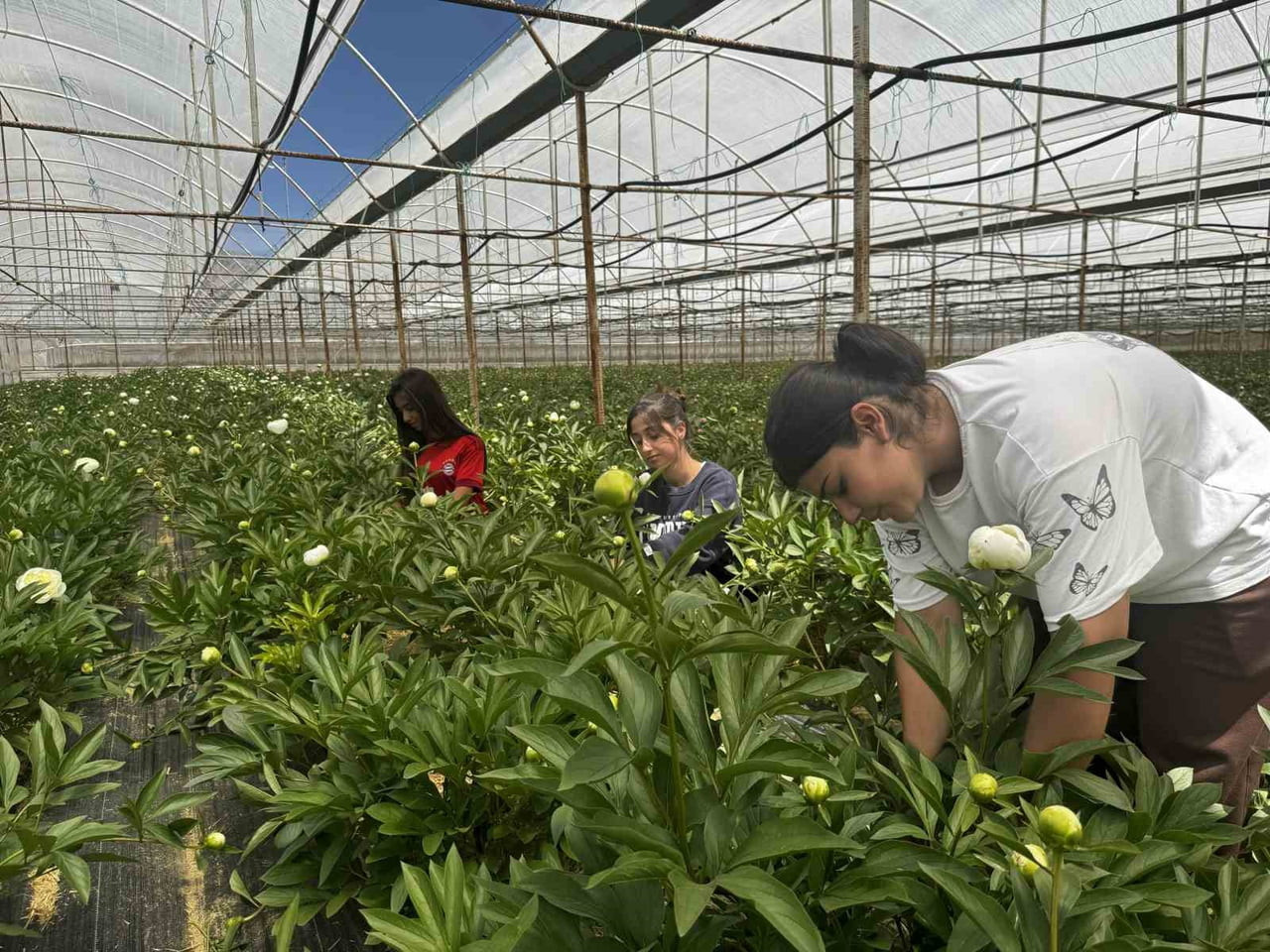 ANTALYA'NIN ELMALI İLÇESİNE BAĞLI EYMİR MAHALLESİ'NDE ŞAKAYIK ÇİÇEĞİ ÜRETİMİ ADETA ALTIN ÇAĞINI...